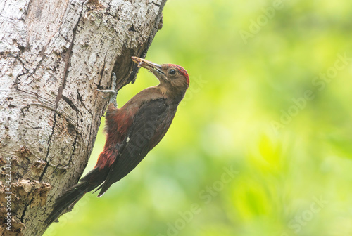 Male okinawan woodpecker (Dendrocopos noguchii) returning to the nest