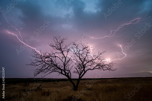 Lone tree silhouetted by lightning bolt during storm.