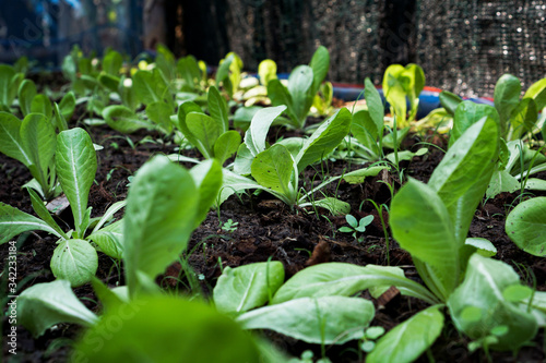 salad vegtable planting on planting pot