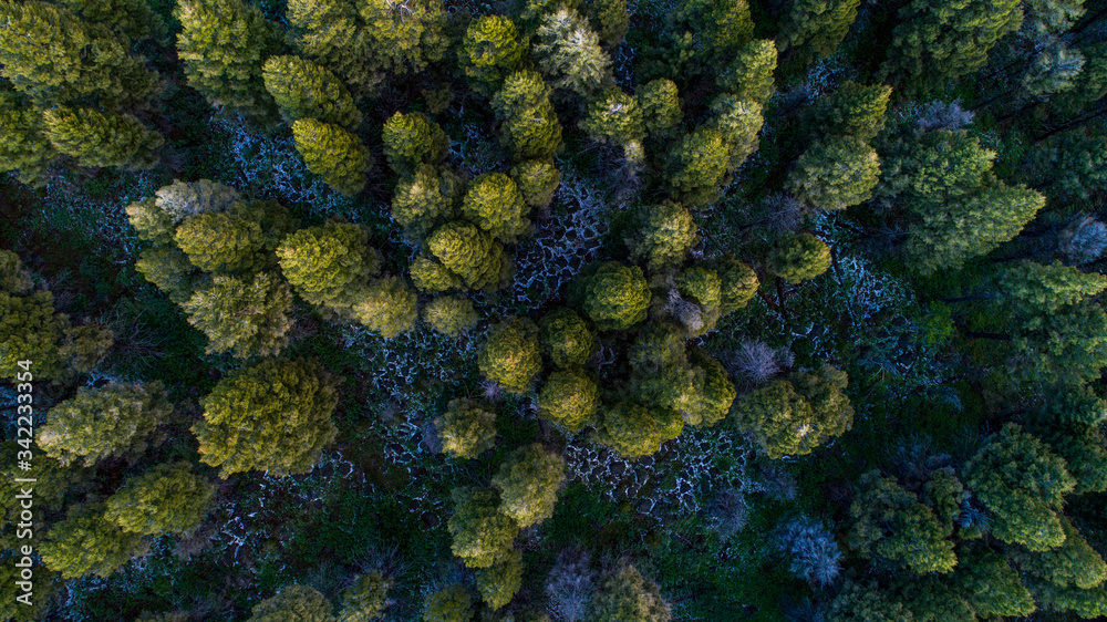 Looking down a pine tree forest from aerial view