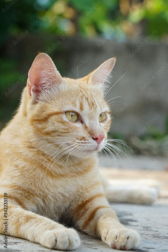 portrait of white and yellow cat