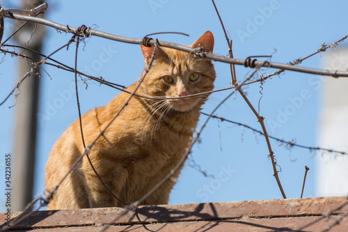Photography There is a ginger cat with beautiful yellow eyes sits on the roof