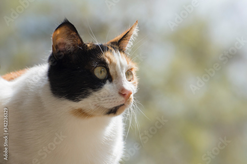 Beautiful calico cat with big eyes. Background with soft morning light. Close-up photo. Caring for stray animals.