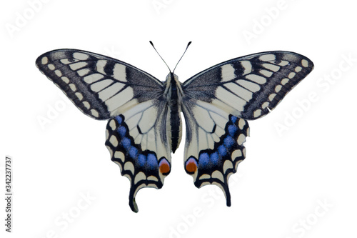 A large butterfly sits on a flower with wings spread. Swallowtail butterfly isolate on white background.