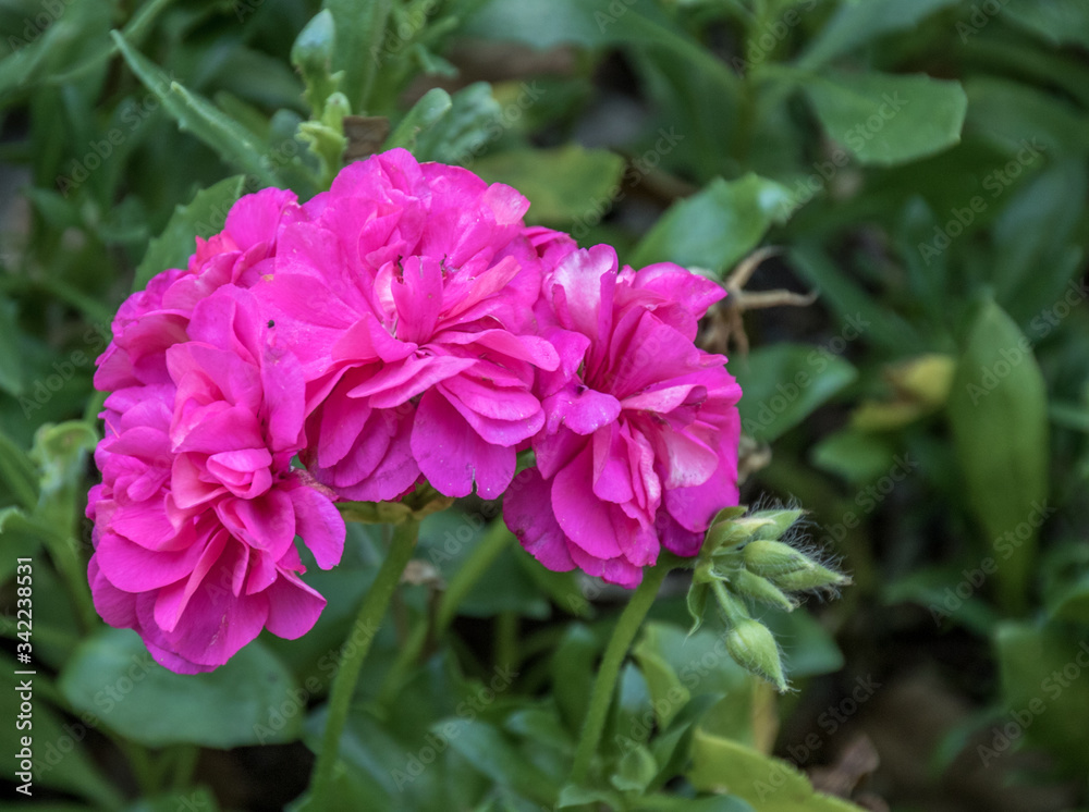 Striking bright pink flower isolated against a green foliage background image in horizontal format Striking bright pink flower isolated against a green foliage background image in horizontal format