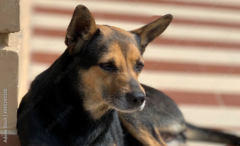 A alert guard dog