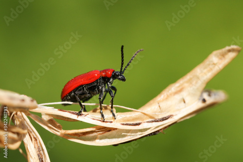 A Red Lily Beetle, Liliocerus lilli, displaying for a mate on a plant in the UK. © Sandra Standbridge