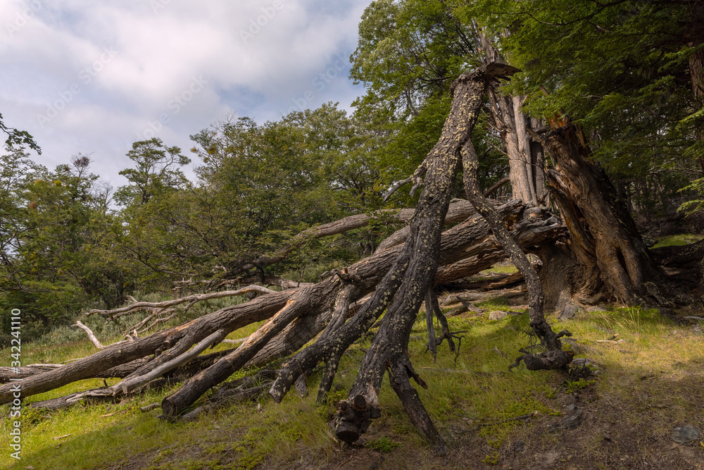 Wild nature in Tierra del Fuego National Park, Argentina