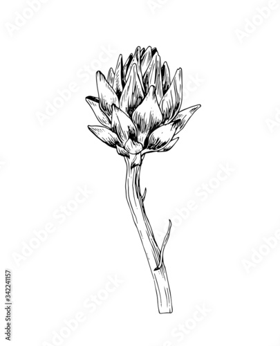 Ink sketch of artichoke. Hand drawn vector illustration. Poster design interior. 