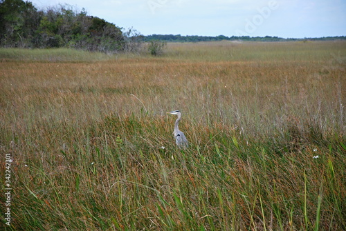 Everglades National Park, Florida © Ulf