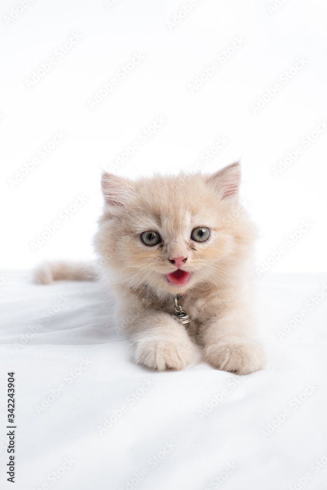 Cute Persian Kitten