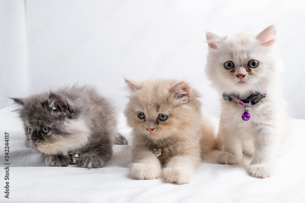 Cute Persian Kitten Cute Persian Kitten