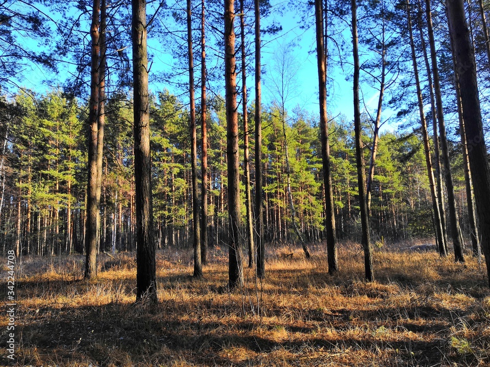 Obraz premium autumn forest in the morning