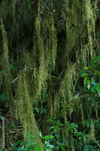 Lichens on a tree at Davis Flat Bridle Track in Otago on South Island of New Zealand
 photo