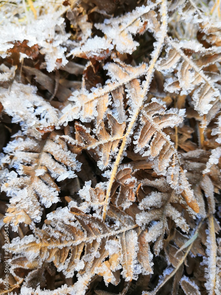 frozen leaves on the ground frozen leaves on the ground