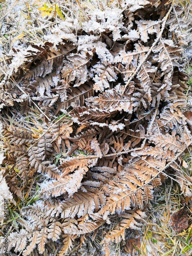 leaves on the ground © Светлана Миняева