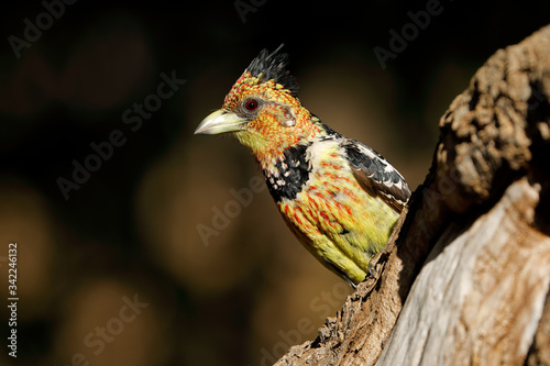 A crested barbet (Trachyphonus vaillantii) sitting in a tree, South Africa. photo