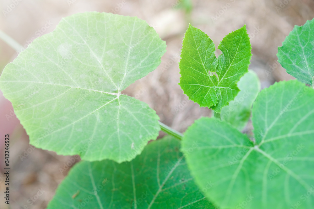 Green leaf in natural background. Green leaf in natural background.