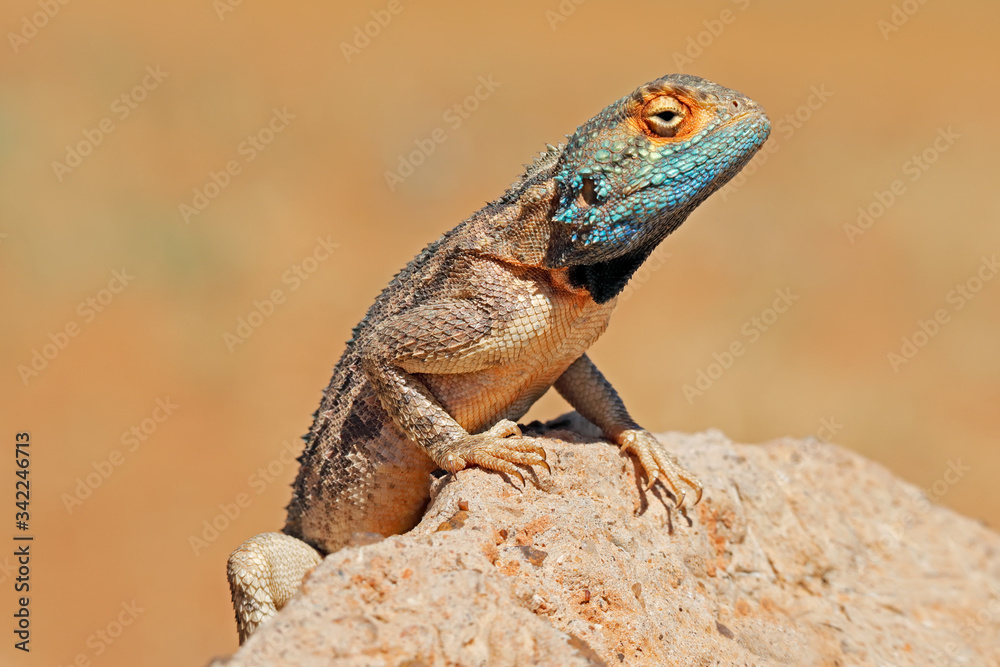 Portrait of a ground agama (Agama aculeata) sitting on a rock, South Africa. Portrait of a ground agama (Agama aculeata) sitting on a rock, South Africa.