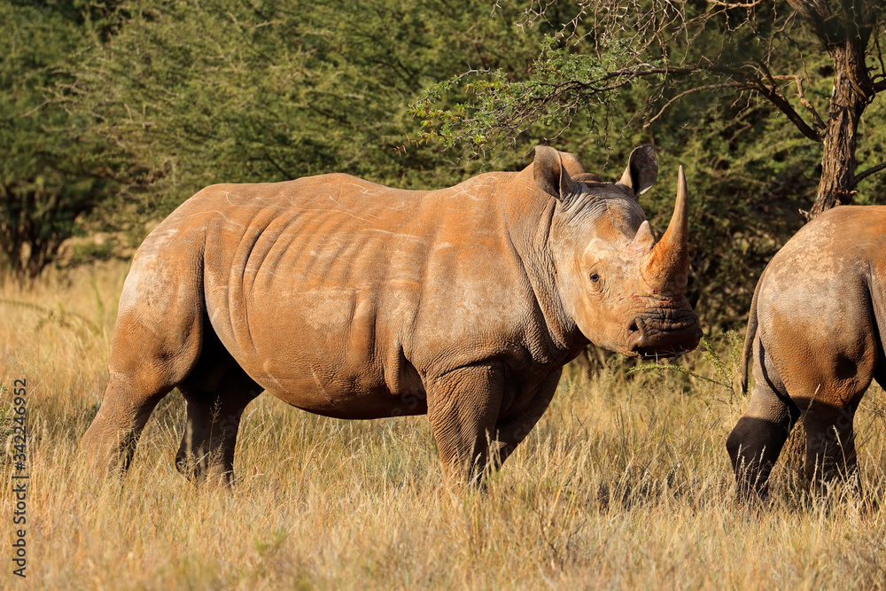 Obraz premium Endangered white rhinoceros (Ceratotherium simum) in natural habitat, South Africa.