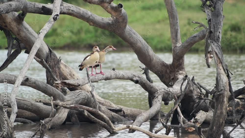 A Couple Of Egyptian Goose Standing On The Dry Branches Of A Tree Lying On The River In El Karama Lodge, Kenya. - medium shot A Couple Of Egyptian Goose Standing On The Dry Branches Of A Tree Lying On The River In El Karama Lodge, Kenya. - medium shot