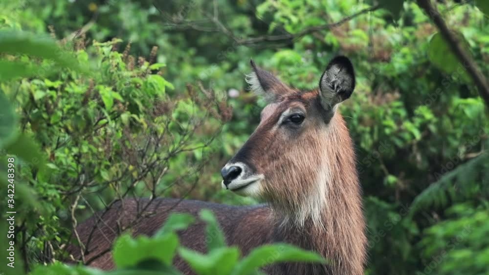 Waterbuck Standing Between The Lush Green Plants And Looking On The Camera, Aberdare National Park, Kenya.- closeup shot Waterbuck Standing Between The Lush Green Plants And Looking On The Camera, Aberdare National Park, Kenya.- closeup shot