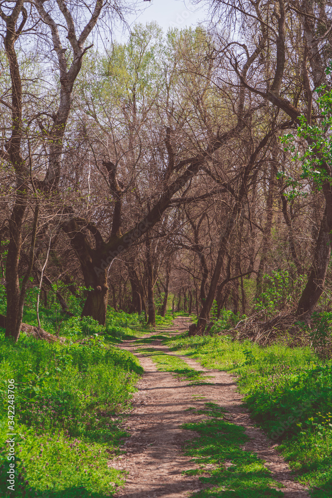 Footpath in spring green forest with trees Footpath in spring green forest with trees