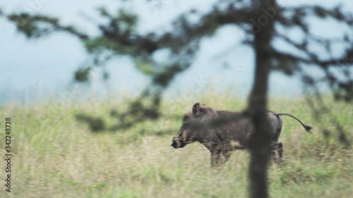 Warthog running on a grassland, in the Kenyan savannah, Africa