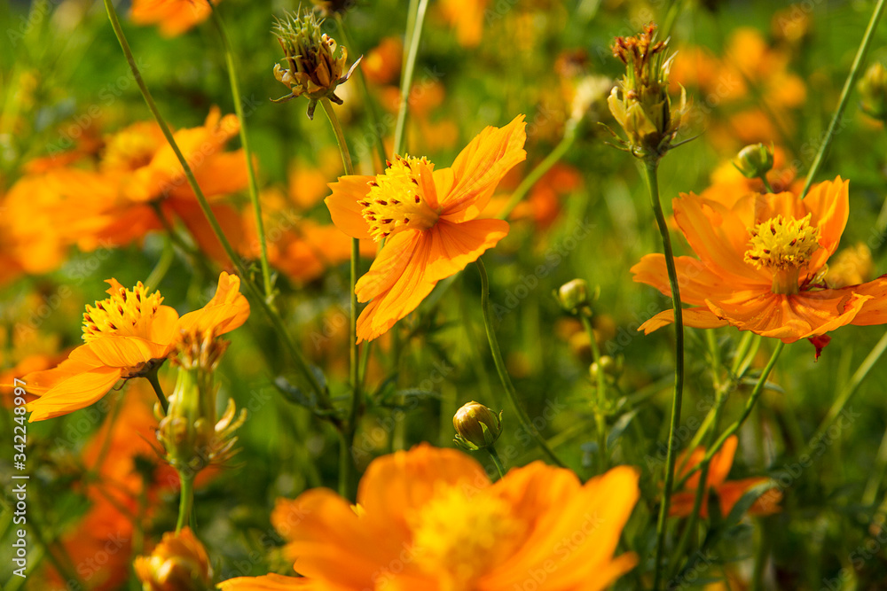 orange sulfur cosmos  flower