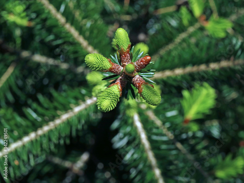 tree top of young silver fir, abies alba, top view of young shoots of treetop