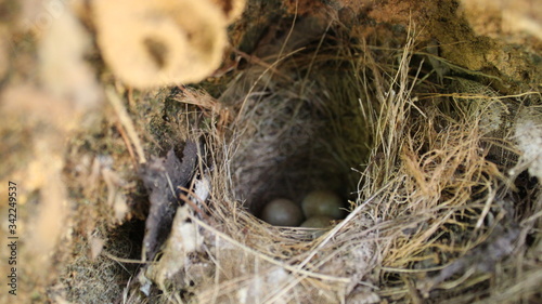 nest with chicks