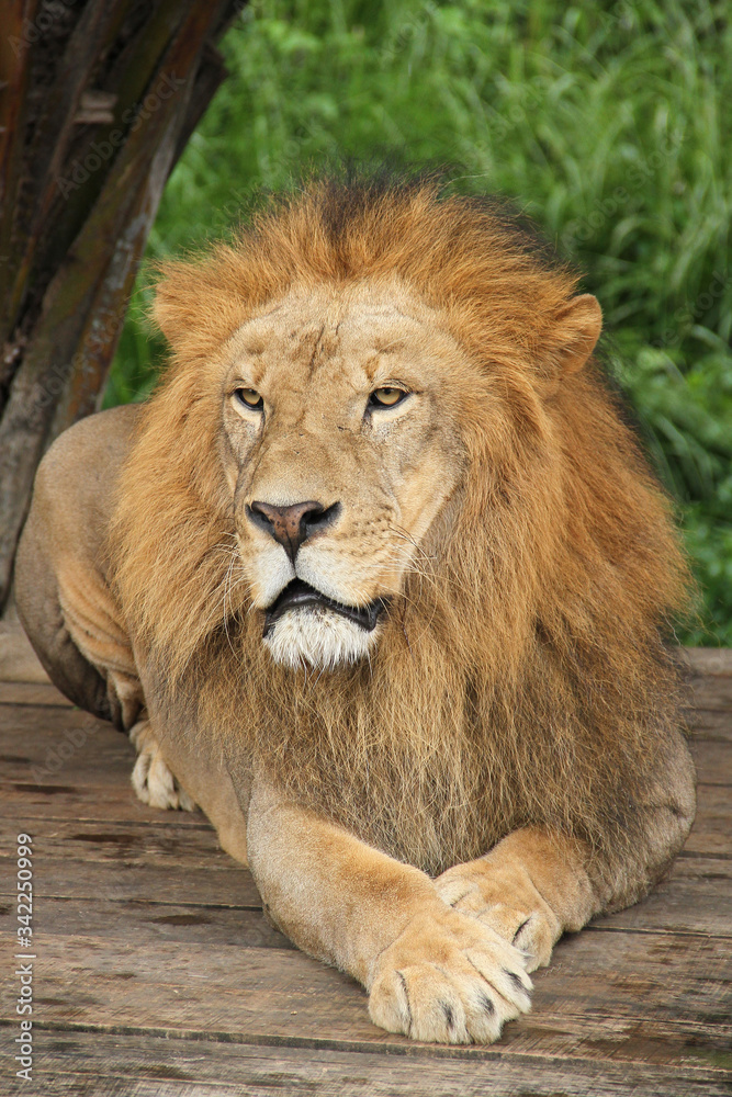 lion in the zoo lion in the zoo
