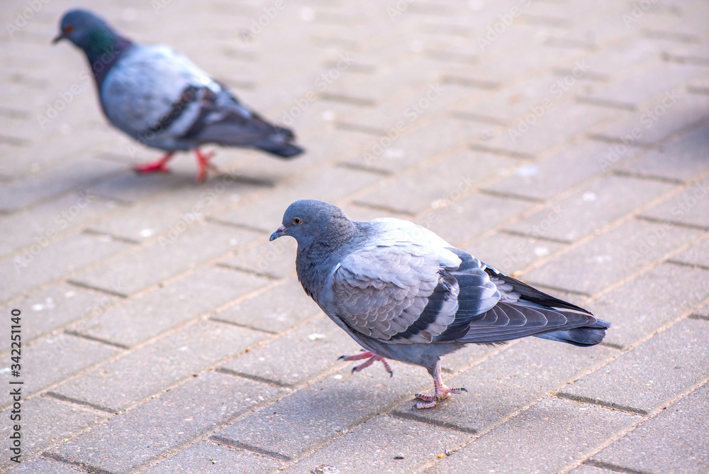 Fototapeta premium Pigeons on the pavement peck seeds. Photographed close-up.