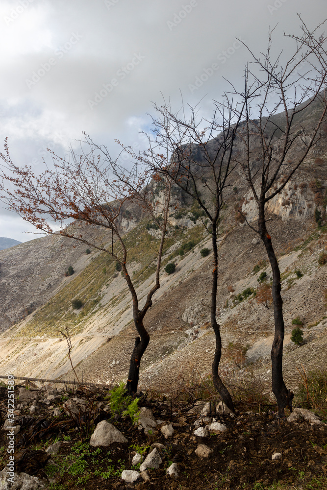 silhouette of small bare trees in mountain silhouette of small bare trees in mountain