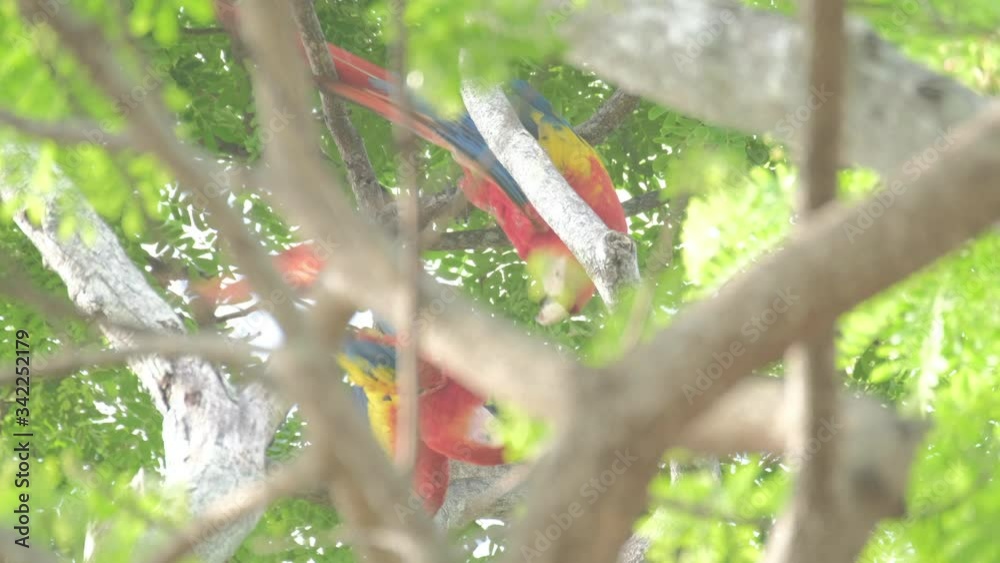 Pair of parrots on the tree. Pair of Scarlet macaws (Ara macao) sit in canopy of the forest in Costa Rica and play with each other Pair of parrots on the tree. Pair of Scarlet macaws (Ara macao) sit in canopy of the forest in Costa Rica and play with each other