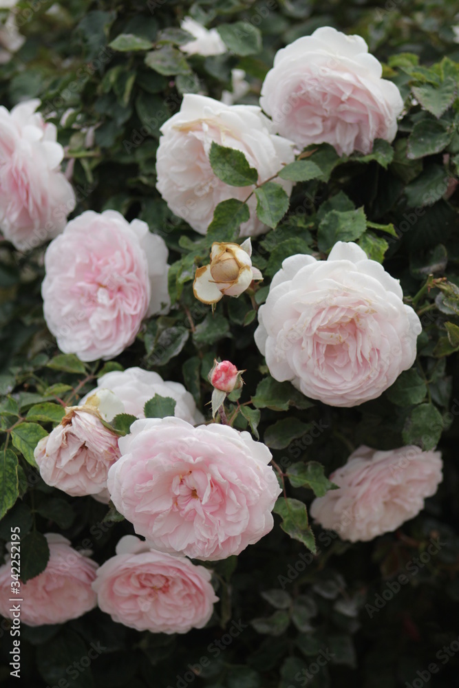 Fototapeta premium pink roses in a garden