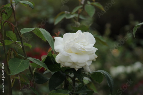 rose in the garden © Octavio