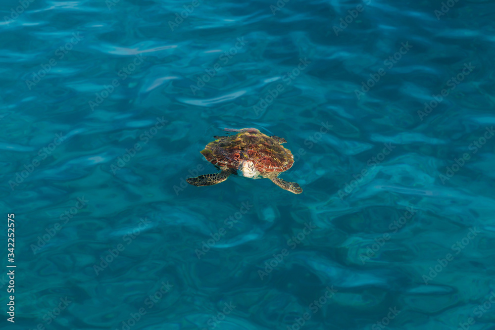Obraz premium Top view of the turtle swimming near the water surface At Similan Island, Phang Nga, Thailand