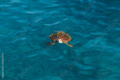 Top view of the turtle swimming near the water surface At Similan Island, Phang Nga, Thailand
