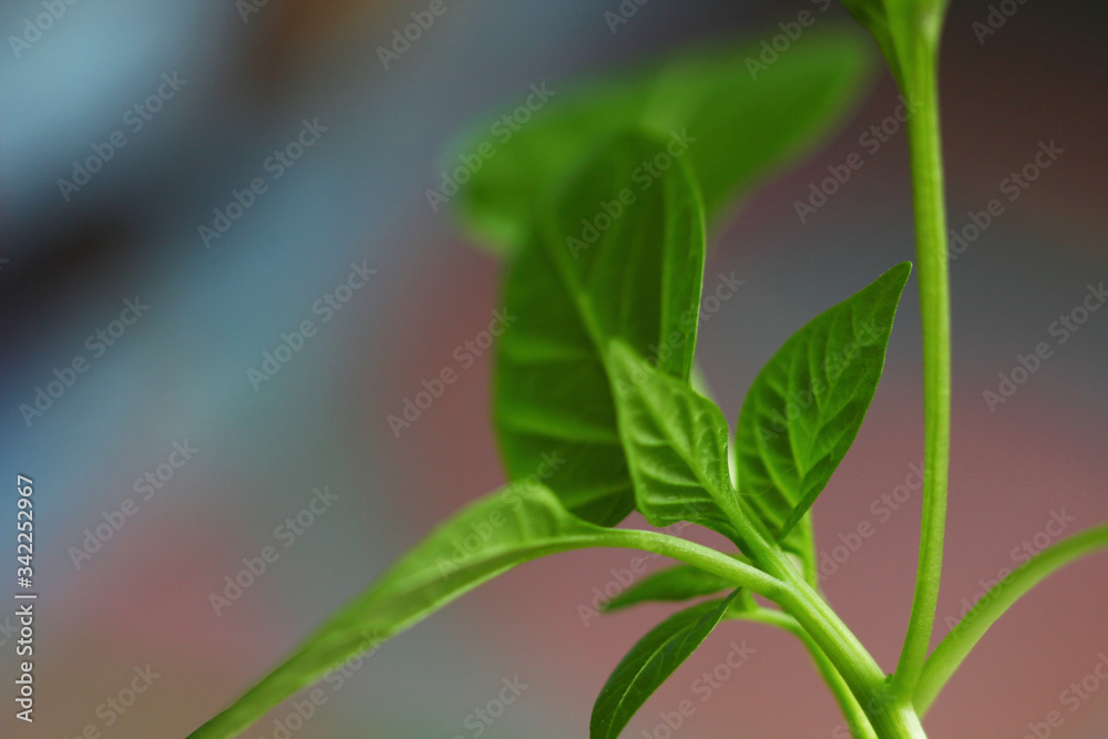 pepper seedling leaf on a blurry colored background pepper seedling leaf on a blurry colored background