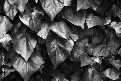 Plant leafs on the wall.