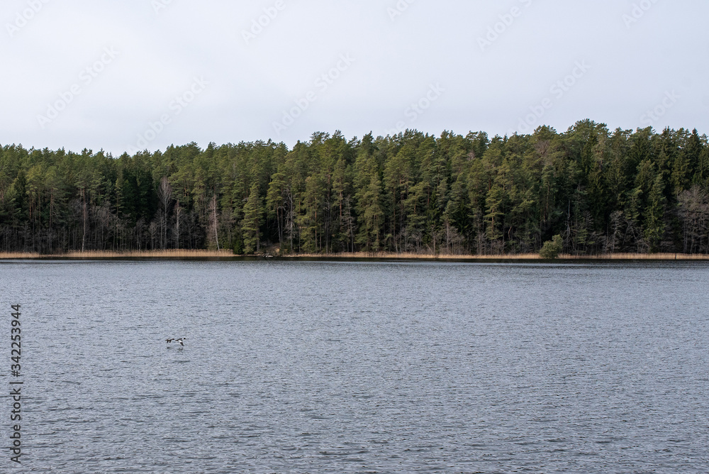 Quiet lake in the forest with a pier, in cloudy weather.