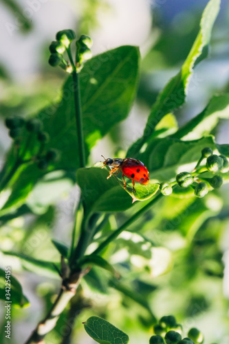 Red ladybug on a green leaf. © fcerez