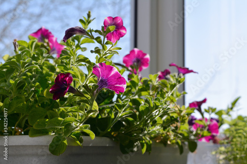 Pretty petunia flowers grow in container. Sunny spring day. Balcony greening. © Happy Dragon