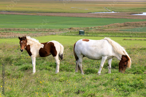 Iceland - August 26, 2017: An icelandic horse in a field, Iceland, Europe