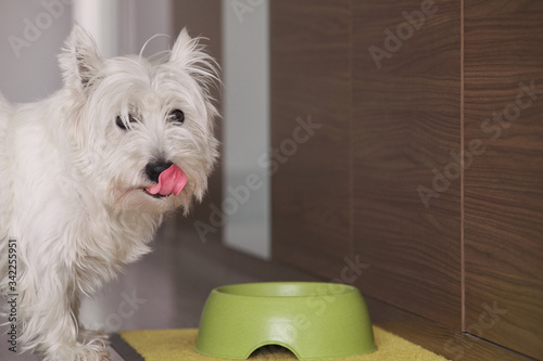 West Highland White Terrier dog at home eating his delicious meal with his tongue out.
