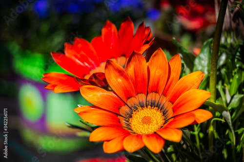 Colourful flower © Johan Pienaar