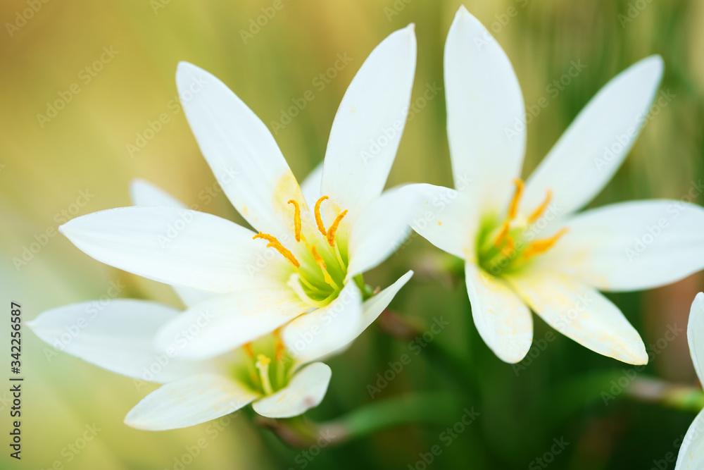 close up of beautiful white rain lily flower close up of beautiful white rain lily flower
