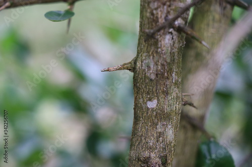 long and sharp thorns or prickles protecting a lemon tree 
