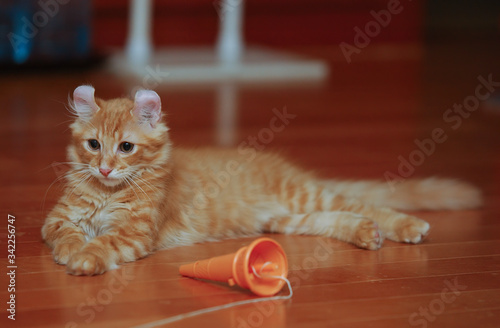 Fotografie American curl Cat